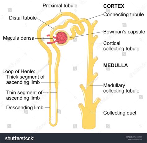 Stock Vektor Basic Tubular Segments Nephron Relative Lengths Bez