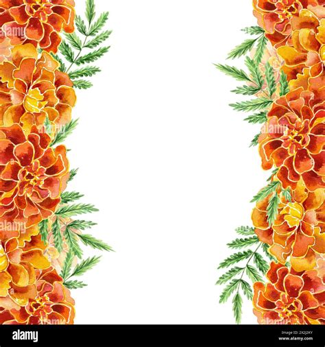 Marigolds Vertical Frame Hand Drawn Watercolor Illustration Of Flowers