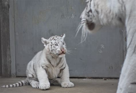 宇都宮動物園でホワイトタイガー赤ちゃん公開｜web写真館 ニュース｜web写真館｜下野新聞 Soonスーン