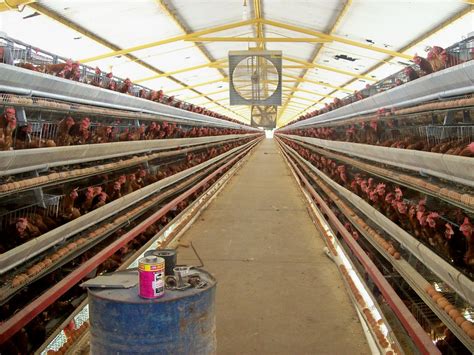 Vista Del Interior De Un Galp N A Reo Para Gallinas Ponedo Flickr