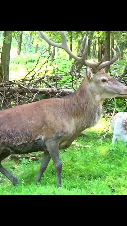 Large Buck Missing An Antler Spotted Deer In Forest Shorts