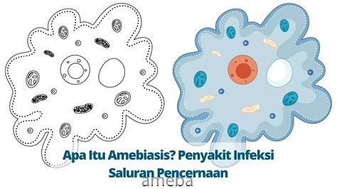 Apa Itu Amebiasis Penyakit Infeksi Saluran Pencernaan