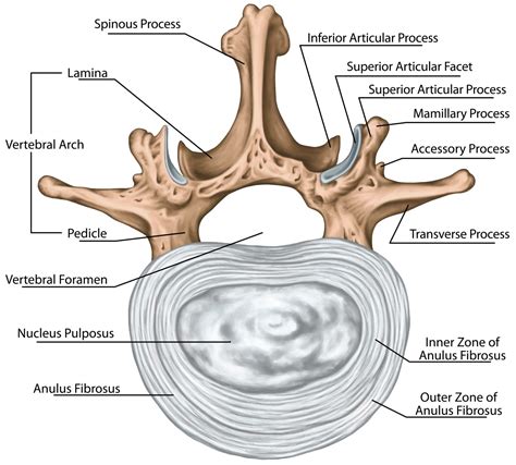 Understanding Basic Spinal Anatomy | New Jersey | Comprehensive Spine Care