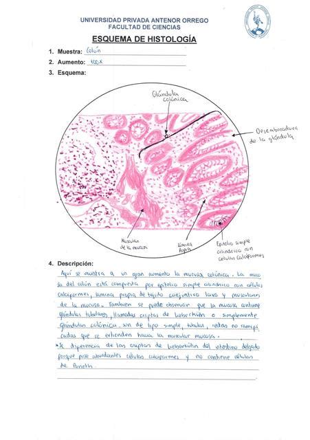 láminas de histología CORINA VASQUEZ uDocz