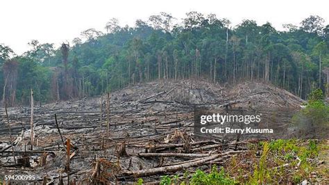 Deforestation In Borneo Photos And Premium High Res Pictures Getty Images