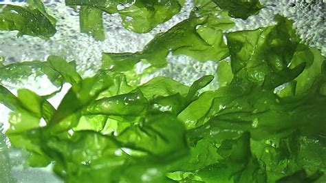 Seakura Organic Seaweed Sea Lettuce Youtube