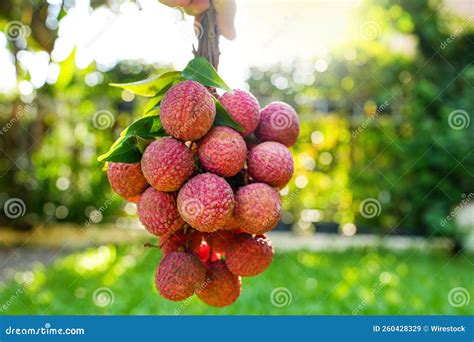 Closeup Shot Of A Pile Of Lychees Hanging From A Tree Stock Image