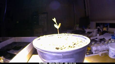 Two Weeks In The Life Of A Honey Locust Seedling Youtube