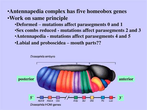 Ppt Drosophila Body Plan Part Segmentation Powerpoint