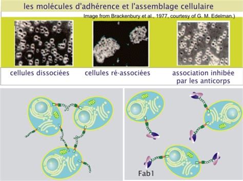 Le R Le Des Mol Cules D Adh Rence Dans L Assemblage Cellulaire Les