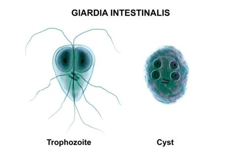 160 Giardia Lamblia Foto Foto Stok Potret And Gambar Bebas Royalti Istock