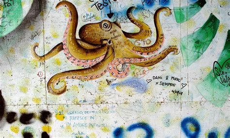 The world’s largest octopus species is best suited to urban living — Quartz