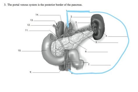 Pancreas And Spleen Picture Flashcards Quizlet