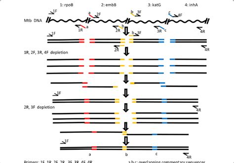 Schematic Diagram Of The Principle Of SOE PCR SOE PCR Gene Splicing