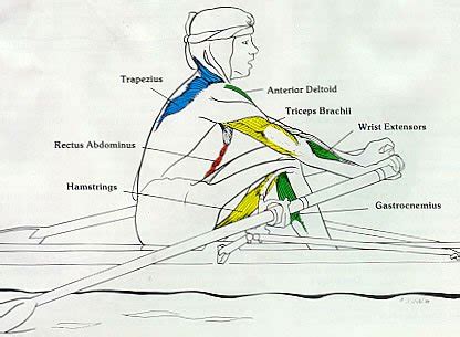 Rowing Machine Muscles Used [Complete Breakdown] • Rowing Machine King