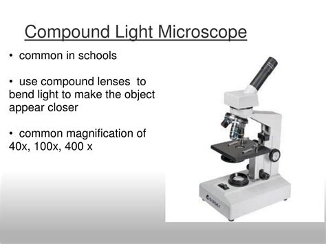 Ppt Introduction To The Microscope Powerpoint Presentation Free Download Id2520163