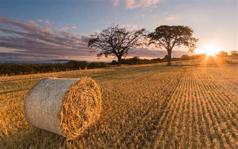 Download Sunbeam Summer Nature Field Haystack HD Wallpaper