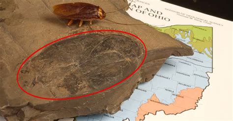 Largest Cockroach Fossil Measuring 3.5 inches Has Been Found in Ohio