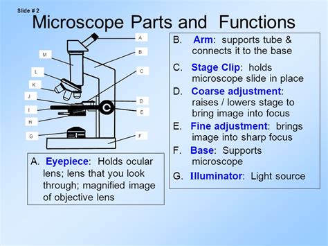 Microscope Parts And Functions Ppt