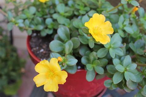 Purslane Fav Potted Plant Ever My Flower Flowers Posy Outdoor