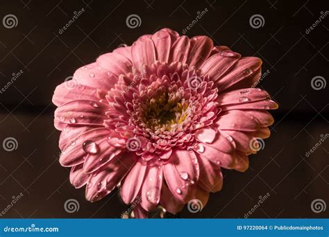 Blume Rosa Gerbera Bl Hende Pflanze Bild Bild 97220064