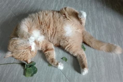 Erva De Gato Aprenda A Plantar E Cultivar Catnip Para Seu Gatinho