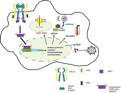 Protective effects of IFN γ IFN γ primes the macrophage to improve its