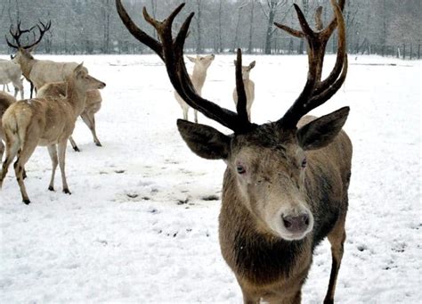 25 Animals That Look Like Deer With Pictures Fauna Facts