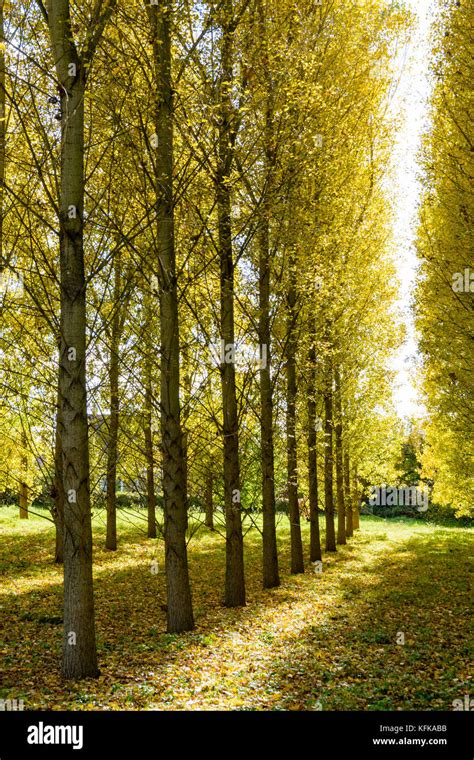 Rows Of Poplar Trees With Bright Yellow Leaves In A Grove Enlightened