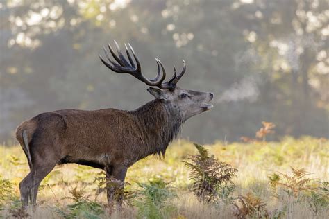 Buy a pointing dog breed for hunting sambar deer