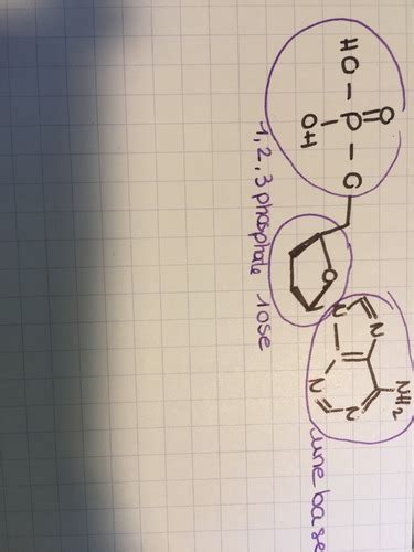 Biologie moléculaire Flashcards Quizlet