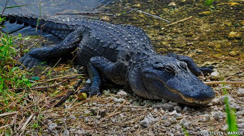 Everglades National Park | ROYAL PALM WILDLIFE PHOTOS