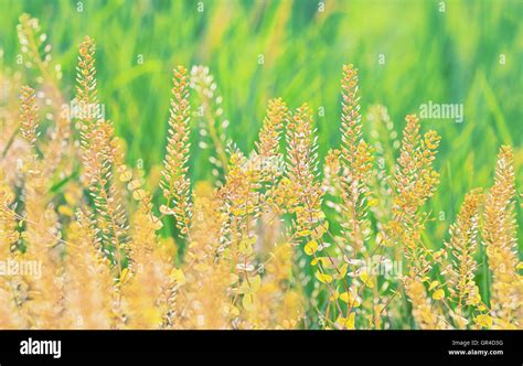 Field of grass during sunset Stock Photo - Alamy