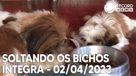 Soltando Os Bichos 02 04 2023 YouTube