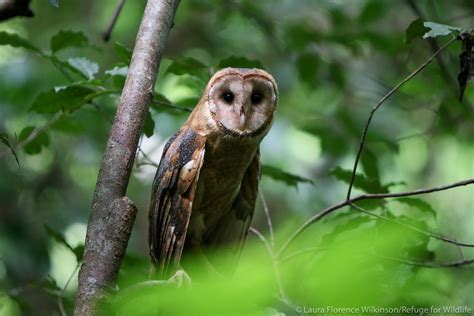 Barn Owl Release - IAR Costa Rica