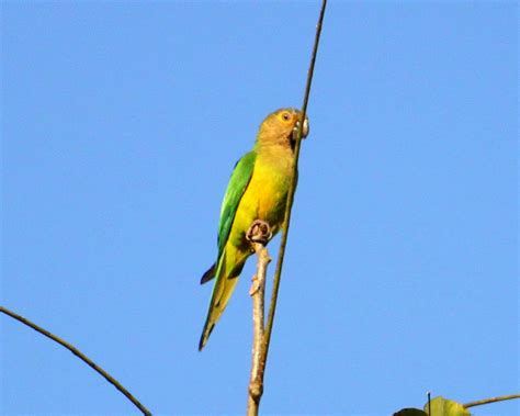 Flickriver Photoset Aves Del Estado Monagas By Barloventomagico