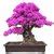 Buy Bougainvillea Spectabilis Wild Bonsai Plant Seeds 7Pc Blooming