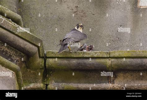 Peregrine Falcon Captured At St Georges Church Chorley Lancashire Hi