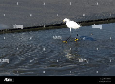 Snowy Egret Egretta Thula Fishing In A Small Water Stream Stock Photo