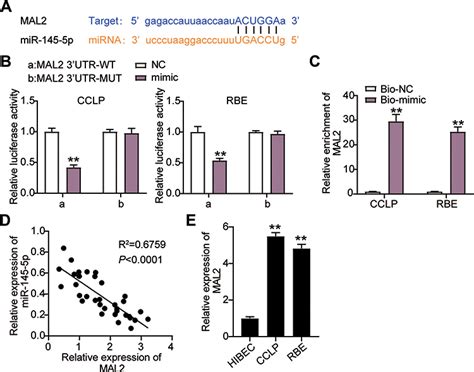 Lncrna St8sia6 As1 Promotes Cholangiocarcinoma Progression Ott