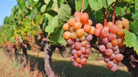 walliser pinot gris vielfalt eines klassikers adrian diego mathier