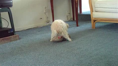 Dog Humping Teddy Bear Hd Youtube