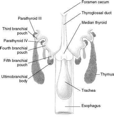 Foramen Cecum Embryology