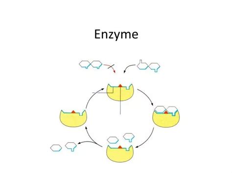 Ppt Enzyme Powerpoint Presentation Free Download Id 2197447