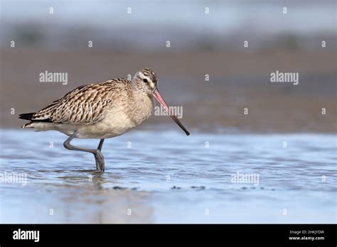 Bar Tailed Godwit Limosa Lapponica Foraging In Shallow Water In