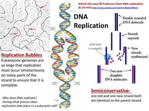 Dna Replication Rna Structure And Function And Compare Dna And Rna Online Presentation