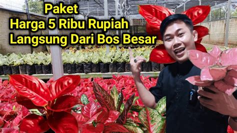 Paket Aglonema Terbaru Harga Cuma Ribuan Langsung Dari Bos Besar