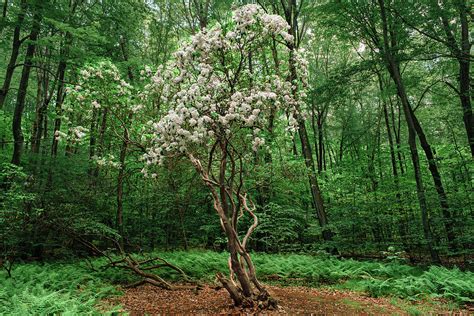 Enchanted Tree Photograph by Mark Bettencourt - Fine Art America