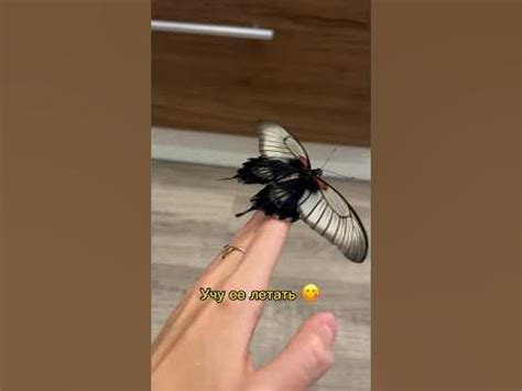 Учу бабочку летать 😳 Такого, вы еще не видели. #бабочка #птицы # ...