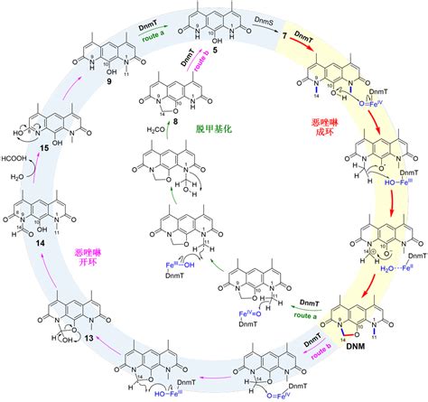 氮杂蒽醌类抗生素DNM中恶唑啉药效团的生物合成与酶催化机理 X MOL资讯